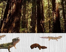 Geckos